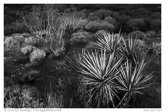 Yucca and wetlands, Big Morongo Preserve. Sand to Snow National Monument, California, USA (black and white)