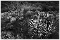 Yucca and wetlands, Big Morongo Preserve. Sand to Snow National Monument, California, USA ( black and white)