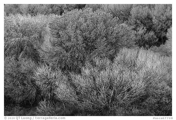 Desert oasis trees with spring leaves from above, Big Morongo Preserve. Sand to Snow National Monument, California, USA (black and white)