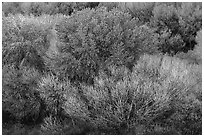 Desert oasis trees with spring leaves from above, Big Morongo Preserve. Sand to Snow National Monument, California, USA ( black and white)