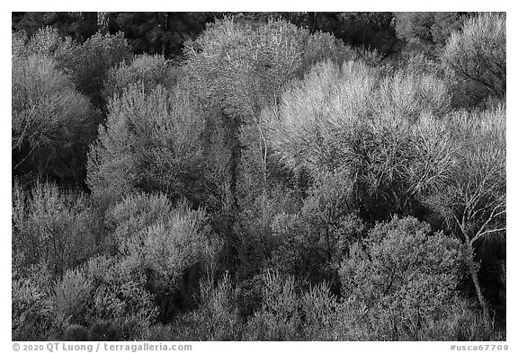 Trees with new spring leaves from above, Big Morongo Preserve. Sand to Snow National Monument, California, USA (black and white)