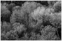 Trees with new spring leaves from above, Big Morongo Preserve. Sand to Snow National Monument, California, USA ( black and white)