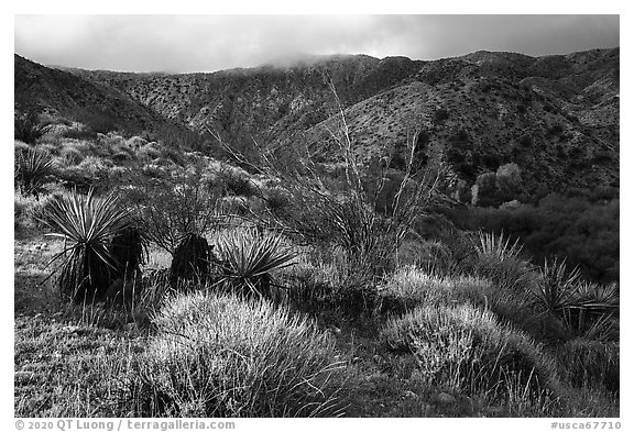 Desert scrub and Little San Bernardino Mountains, Big Morongo Preserve. Sand to Snow National Monument, California, USA (black and white)