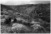 Desert scrub and Little San Bernardino Mountains, Big Morongo Preserve. Sand to Snow National Monument, California, USA ( black and white)