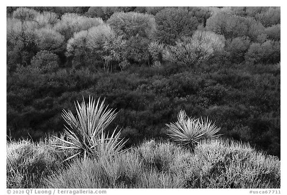 Yuccas, marsh area, and trees, Big Morongo Preserve. Sand to Snow National Monument, California, USA (black and white)