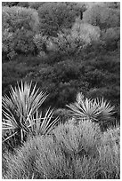 Yuccas, marsh, and trees with new leaves, Big Morongo Preserve. Sand to Snow National Monument, California, USA ( black and white)