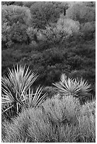 Yuccas, marsh, and trees with new leaves, Big Morongo Preserve. Sand to Snow National Monument, California, USA ( black and white)