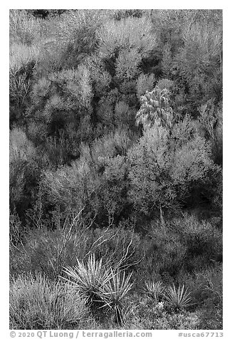 Yuccas and woodlands in the spring from above, Big Morongo Preserve. Sand to Snow National Monument, California, USA (black and white)