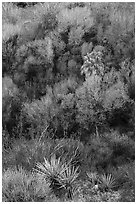 Yuccas and woodlands in the spring from above, Big Morongo Preserve. Sand to Snow National Monument, California, USA ( black and white)