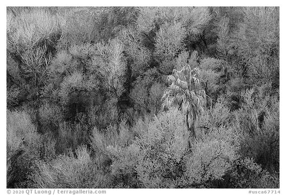 Oasis with palm tree from above, Big Morongo Preserve. Sand to Snow National Monument, California, USA (black and white)