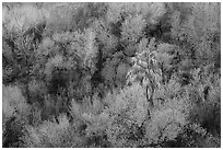 Oasis with palm tree from above, Big Morongo Preserve. Sand to Snow National Monument, California, USA ( black and white)