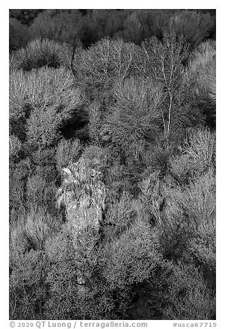 Desert oasis canopy, Big Morongo Preserve. Sand to Snow National Monument, California, USA (black and white)