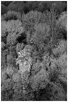 Desert oasis canopy, Big Morongo Preserve. Sand to Snow National Monument, California, USA ( black and white)