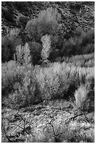 Westlands and trees from above, Big Morongo Preserve. Sand to Snow National Monument, California, USA ( black and white)
