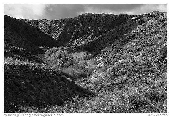 Little San Bernardino Mountains, Big Morongo Preserve. Sand to Snow National Monument, California, USA (black and white)
