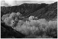 Trees in the spring in valley below Little San Bernardino Mountains, Big Morongo Preserve. Sand to Snow National Monument, California, USA ( black and white)