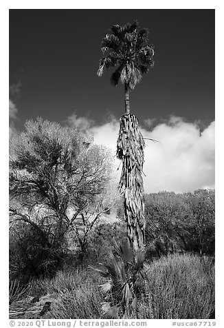 Slender native California palm tree, Big Morongo Preserve. Sand to Snow National Monument, California, USA (black and white)