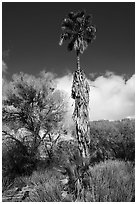 Slender native California palm tree, Big Morongo Preserve. Sand to Snow National Monument, California, USA ( black and white)