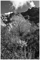 Lush springtime vegetation below cliffs, Whitewater Preserve. Sand to Snow National Monument, California, USA ( black and white)