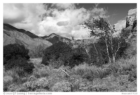 Bloomiing brittlebluh and trees in Whitewater River Valley, Whitewater Preserve. Sand to Snow National Monument, California, USA (black and white)