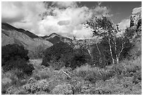 Bloomiing brittlebluh and trees in Whitewater River Valley, Whitewater Preserve. Sand to Snow National Monument, California, USA ( black and white)