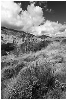 Whitewater River Valley and San Bernardino Mountains, Whitewater Preserve. Sand to Snow National Monument, California, USA ( black and white)