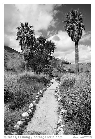 Path and palm trees, Whitewater Preserve. Sand to Snow National Monument, California, USA (black and white)