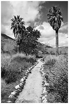 Path and palm trees, Whitewater Preserve. Sand to Snow National Monument, California, USA ( black and white)