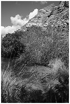 Pond and cliffs, Whitewater Preserve. Sand to Snow National Monument, California, USA ( black and white)