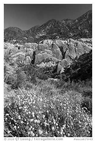 Wildflowers, sandstone fins, and mountains. San Gabriel Mountains National Monument, California, USA (black and white)