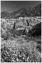 Wildflowers, sandstone fins, and mountains. San Gabriel Mountains National Monument, California, USA ( black and white)