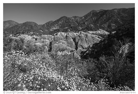 Wildflowers, sandstone fins in Punchbowl Canyon. San Gabriel Mountains National Monument, California, USA (black and white)