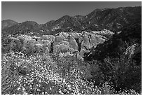 Wildflowers, sandstone fins in Punchbowl Canyon. San Gabriel Mountains National Monument, California, USA ( black and white)