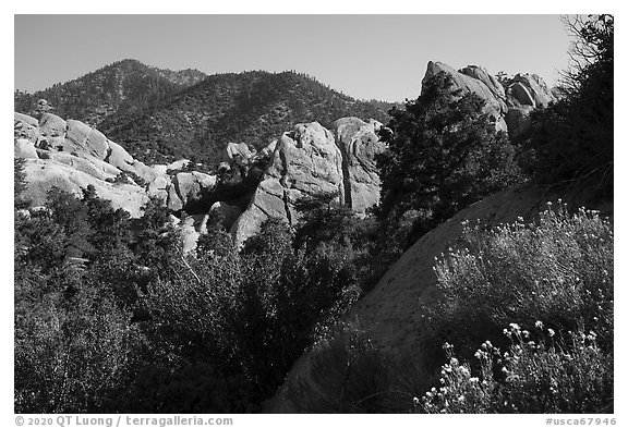 Wildflowers, Devils Punchbowl sandstone. San Gabriel Mountains National Monument, California, USA (black and white)