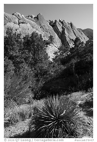Agave and tilted sandstone formation from the base, Devils Punchbowl. San Gabriel Mountains National Monument, California, USA (black and white)