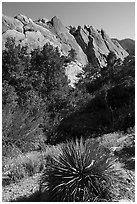 Agave and tilted sandstone formation from the base, Devils Punchbowl. San Gabriel Mountains National Monument, California, USA ( black and white)