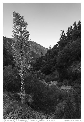 Yucca in bloom and San Antonio Creek at dusk. San Gabriel Mountains National Monument, California, USA (black and white)