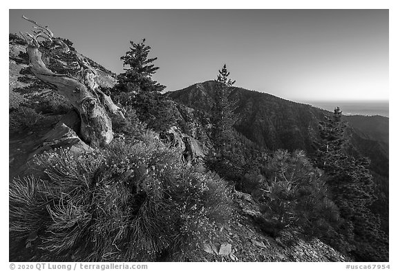Wildflowers and trees on Mt Baldy Devils Backbone ridge at dawn. San Gabriel Mountains National Monument, California, USA (black and white)