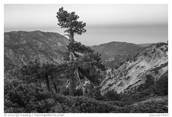 Shrubs and pine tree from Devils Backbone at dawn. San Gabriel Mountains National Monument, California, USA (black and white)