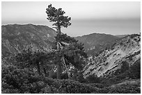 Shrubs and pine tree from Devils Backbone at dawn. San Gabriel Mountains National Monument, California, USA ( black and white)