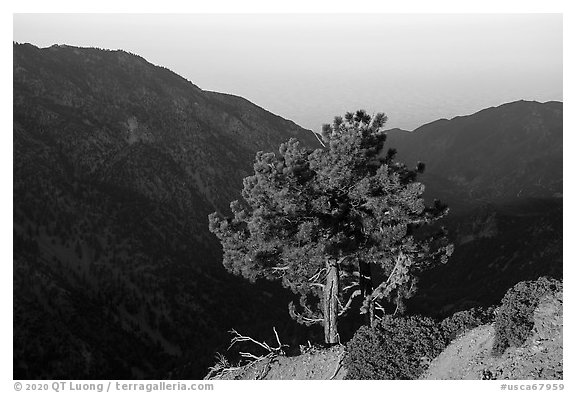 Pine on Backbone ridge at sunrise and Ontario Peak in shadow. San Gabriel Mountains National Monument, California, USA (black and white)