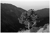 Pine on Backbone ridge at sunrise and Ontario Peak in shadow. San Gabriel Mountains National Monument, California, USA ( black and white)