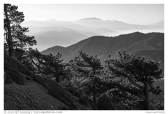 Trees on Backbone ridge with San Gorgiono Mountain in distant haze. San Gabriel Mountains National Monument, California, USA (black and white)