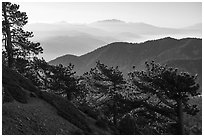 Trees on Backbone ridge with San Gorgiono Mountain in distant haze. San Gabriel Mountains National Monument, California, USA ( black and white)