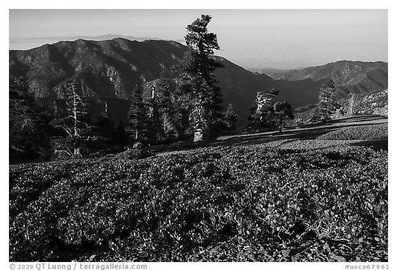 Subalpine shrubs and pine trees on Mount San Antonio. San Gabriel Mountains National Monument, California, USA (black and white)