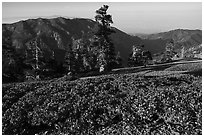 Subalpine shrubs and pine trees on Mount San Antonio. San Gabriel Mountains National Monument, California, USA ( black and white)