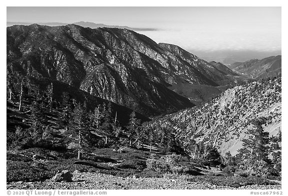 Subalpine forest on Mount San Antonio. San Gabriel Mountains National Monument, California, USA (black and white)