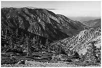 Subalpine forest on Mount San Antonio. San Gabriel Mountains National Monument, California, USA ( black and white)