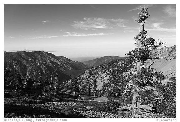 Pine trees on Mt Baldy. San Gabriel Mountains National Monument, California, USA