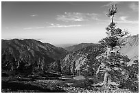 Pine trees on Mt Baldy. San Gabriel Mountains National Monument, California, USA ( black and white)